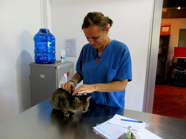 Pagoda Cats Siem Reap - Vet nurse Katie Russel