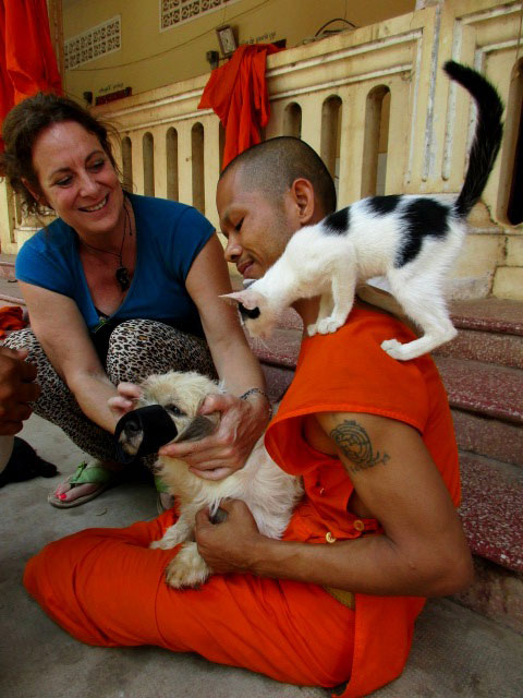 Pagoda Cats Siem Reap - Vet Trish Johanssen