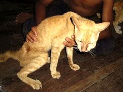 Pagoda Cats Siem Reap - Mission