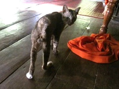 Pagoda Cats Siem Reap - Mission
